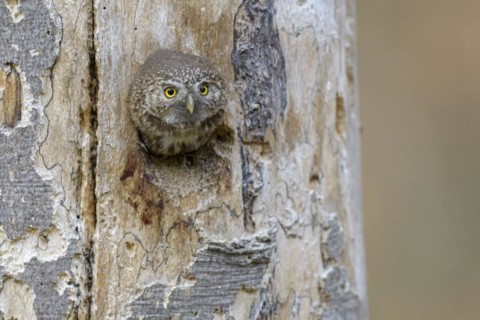 Pygmy Owl