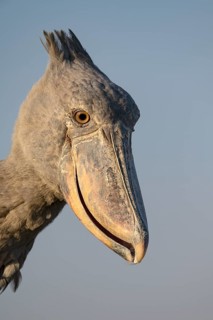 Shoebill