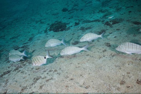 Shoal of marble sea bream