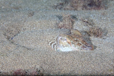 Common cuttlefish