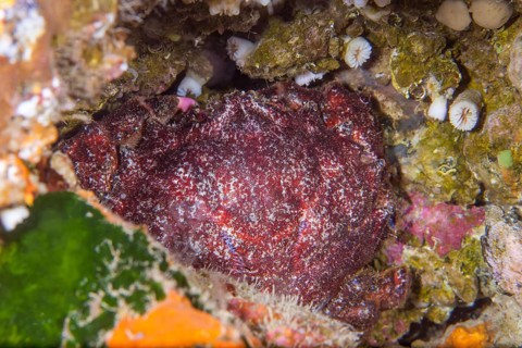 Sponge crab