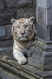 White tiger