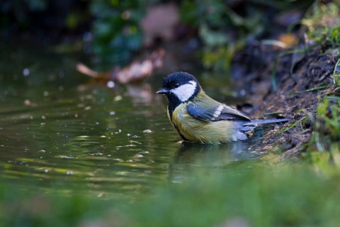 Great Tit