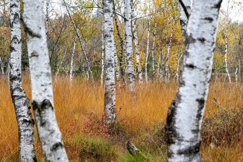 Autumn in the Kendlmuehlfilzen high moor