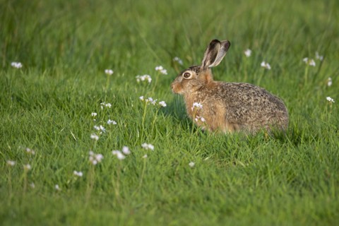 European hare