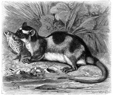Water opossum