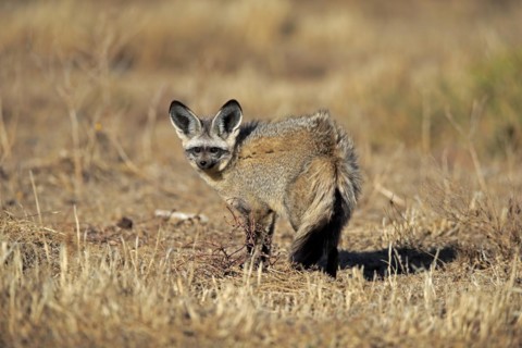 Bat-eared fox