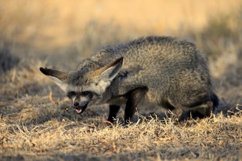 Bat-eared fox