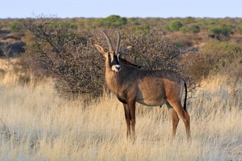 Roan antelope