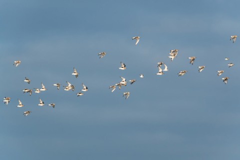Grey Plover
