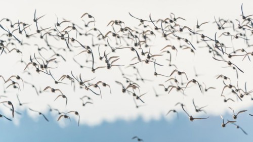 Grey Plover