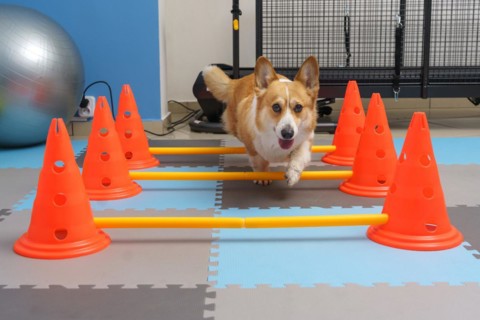 Dog rehabilitation under human care. Animal health