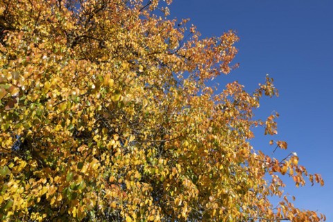 European pear