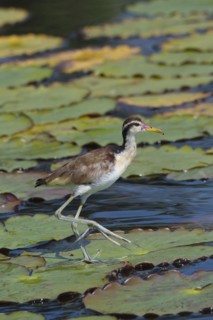 Juvenile Wattled Jacana