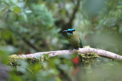 Andean motmot