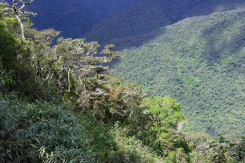 Tropical Cloud Forest landscape