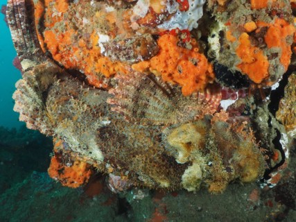 Well camouflaged Fringed Dragonhead