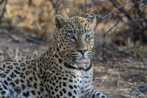 African leopard