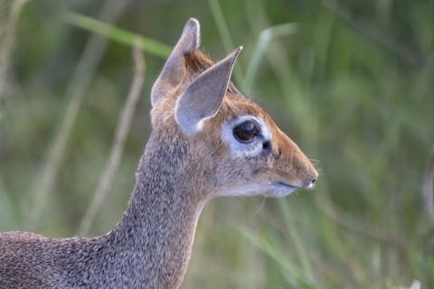 Dik