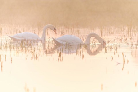Two mute swans