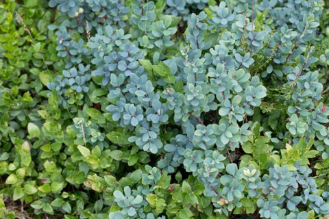 Bog bilberry