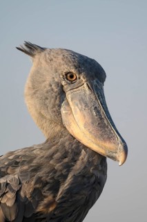 Shoebill