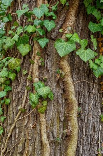 Ivy growing up a tree