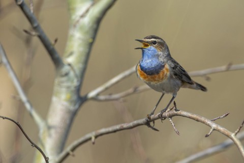 Courting bluethroat