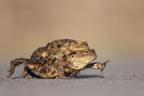 Female common toad