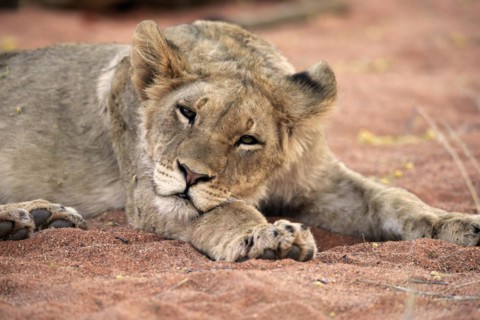 Lion