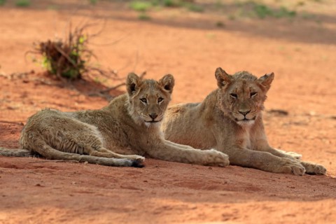 Lion