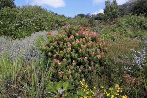 Protea Mimetes fimbrifolius