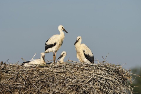 White Stork