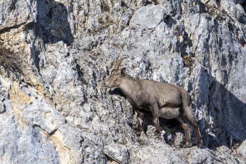 Alpine ibex