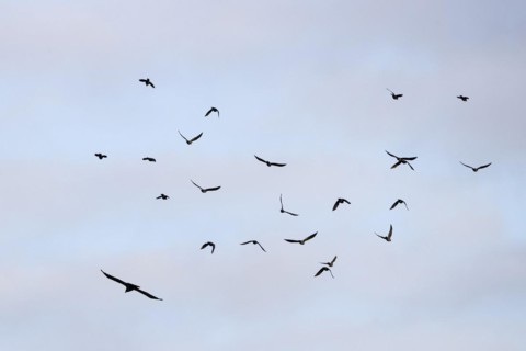 Hooded Crow