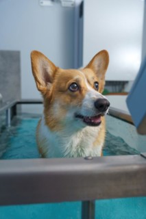 Dog rehabilitation on a water treadmill. animal health