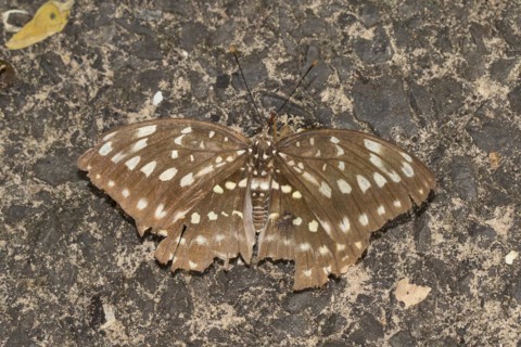 Kingfishers butterfly