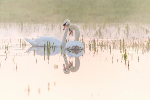 Two mute swans