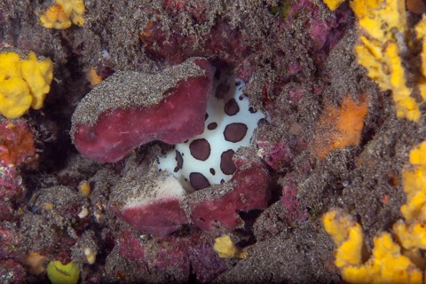 Leopard snail