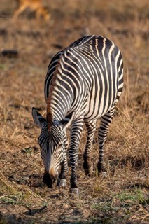 Plains Zebra of the subspecies crawshay's zebra