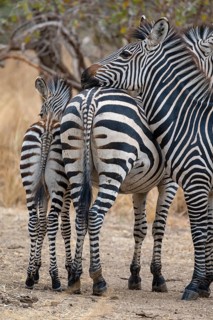 Plains Zebra of the subspecies crawshay's zebra