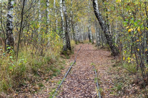 Autumn in the Kendlmuehlfilzen high moor