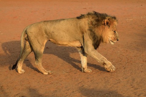 Lion