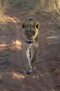 Lion