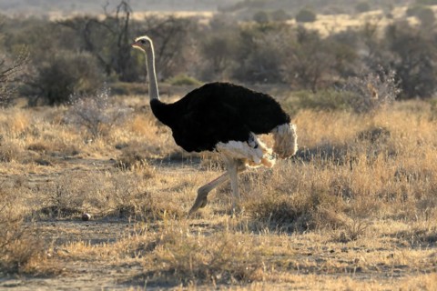 South African ostrich