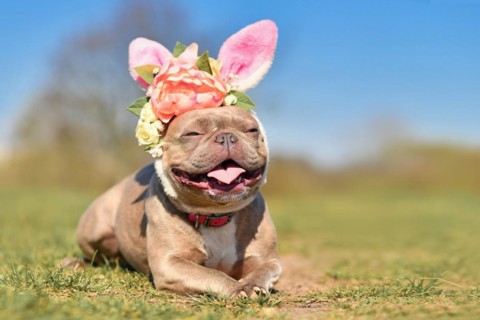 French Bulldog dog dressed up with Easter rabbit ears headband with flowers