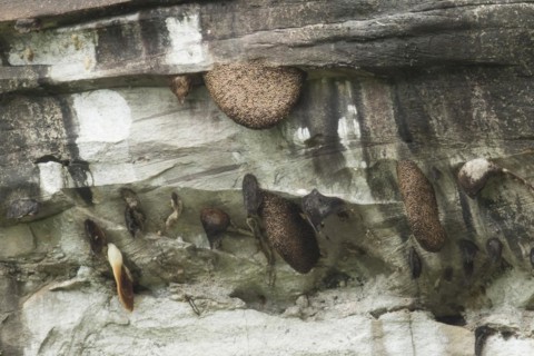 Swarm of himalayan giant honey bee