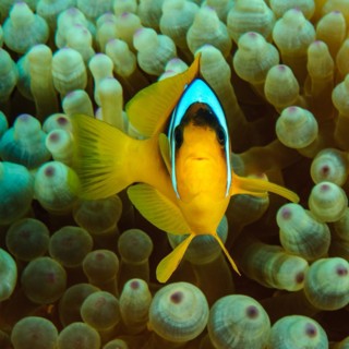 Red sea clownfish