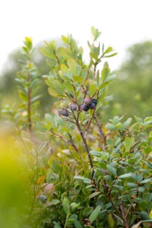 Bog bilberry