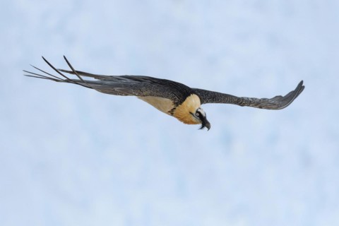 Bearded vulture